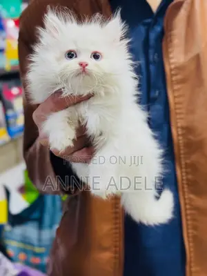 1-3 months Female Purebred Persian