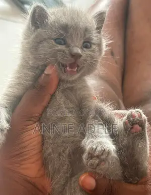 1-3 months Female Purebred British Shorthair