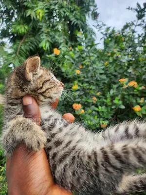 0-1 month Male Mixed Breed Egyptian Mau