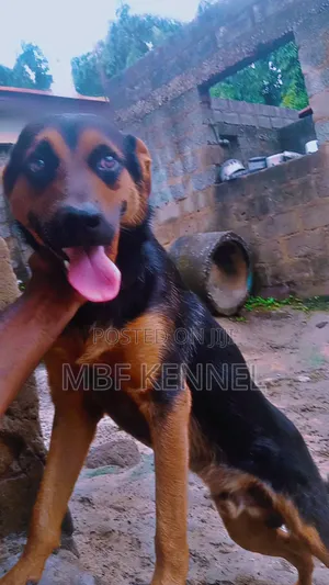 6-12 months Male Mixed Breed Rottweiler