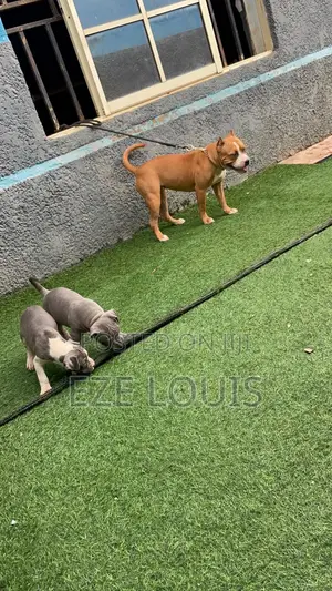 1-3 months Female Purebred American Bully