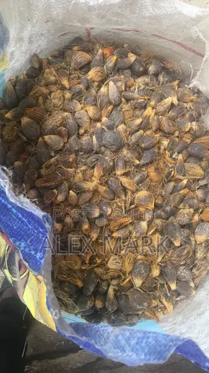 Neat Palm Nuts