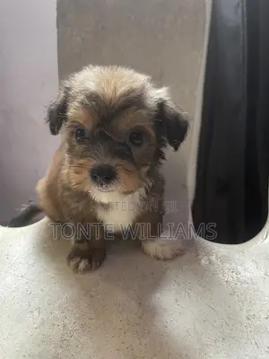 1-3 months Female Purebred Lhasa Apso