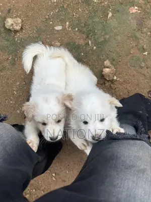 1-3 months Female Purebred American Eskimo