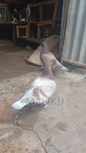 Foreign Pigeons