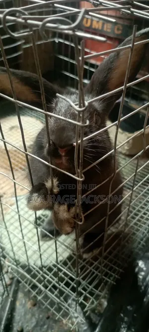 Black Male and Female Rabbits