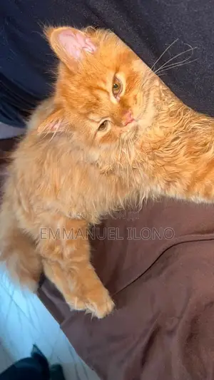 3-6 months Male Purebred Persian