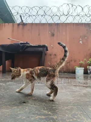 3-6 months Female Mixed Breed American Shorthair