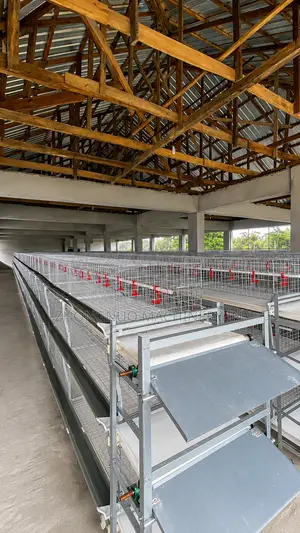 Broiler Cage With Manure Belt Remover