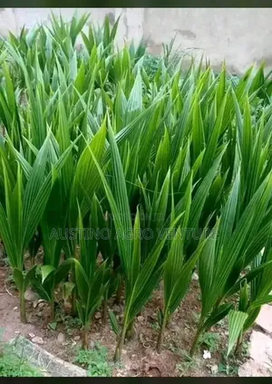 Malaysia Dwarf Coconut Seedlings Available