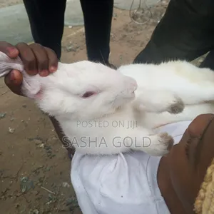 1 Year Rabbit