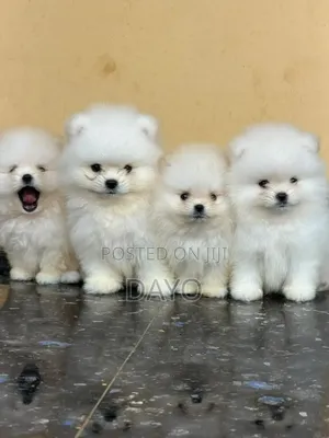 1-3 months Female Purebred Pomeranian