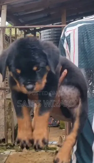 1-3 months Female Purebred Rottweiler