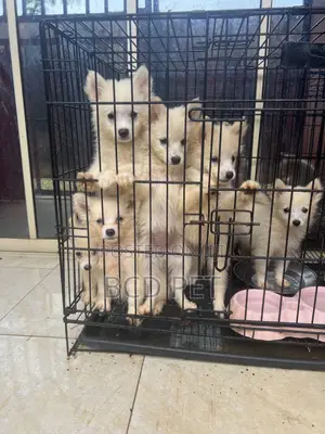 1-3 months Female Purebred American Eskimo