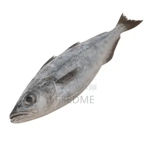 Blue Whiting