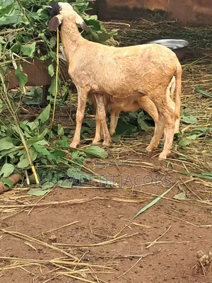 Sheep Available for Sale