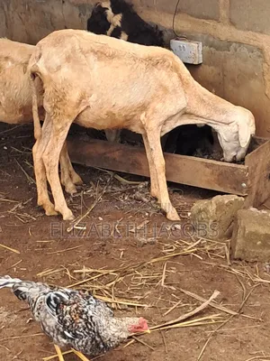Sheep Available for Sale