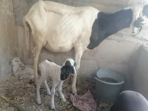3 Months Pregnant Balami Ewe / Sheep