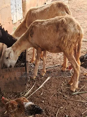 Adult Sheep Available for Sale