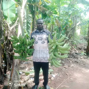 Hybrid Cameroonian Plantain Suckers
