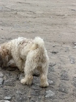 6-12 months Female Purebred Lhasa Apso