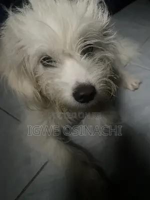 6-12 months Male Purebred Lhasa Apso