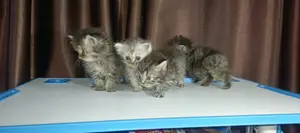 1-3 months Female Purebred Persian