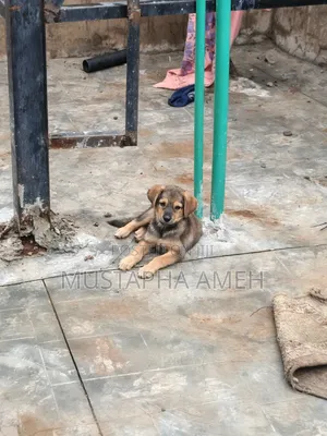 1-3 months Male Mixed Breed German Shepherd