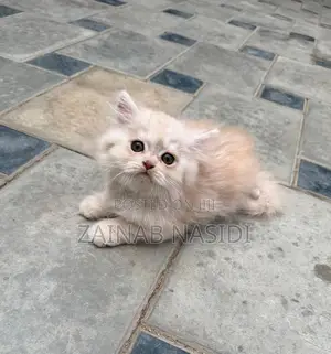 1-3 months Female Purebred Persian