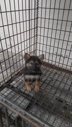 1-3 months Female Purebred German Shepherd