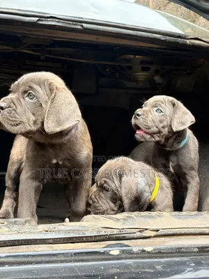 1-3 months Female Purebred Cane Corso