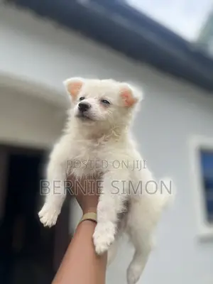 1-3 months Female Purebred American Eskimo