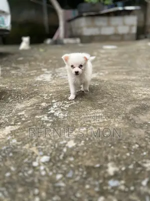 1-3 months Male Purebred American Eskimo