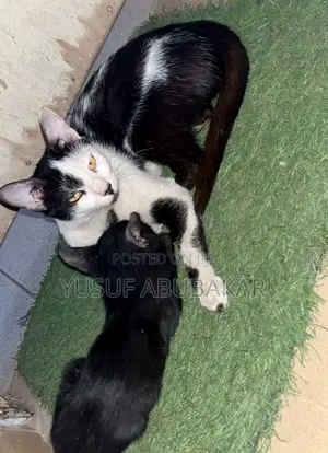 1-3 months Female Purebred American Shorthair