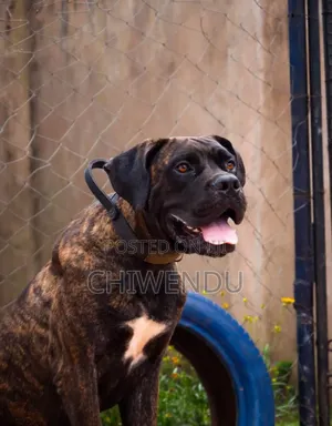 1+ year Male Purebred Dog