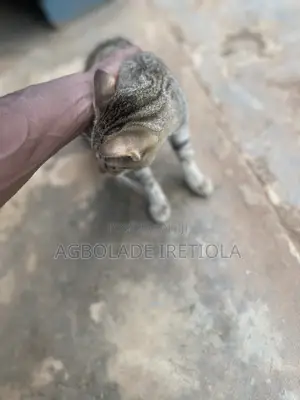3-6 months Male Purebred Cat