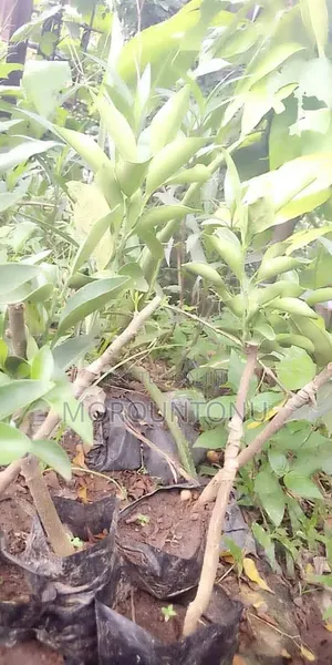 Hybrid Seedlings