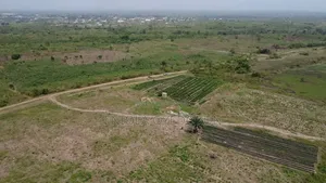 Palm Empire in Ewekoro