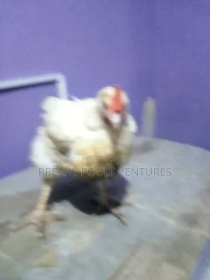 Fowls and Feeds
