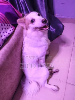 6-12 months Female Purebred American Eskimo