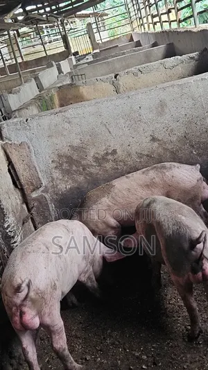Male Hybrid Pigs