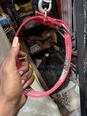 Dog Accessories