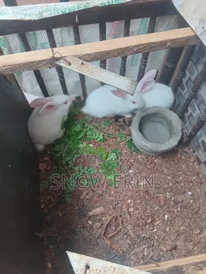 Rabbits Available