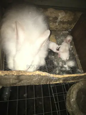 Angora Rabbit