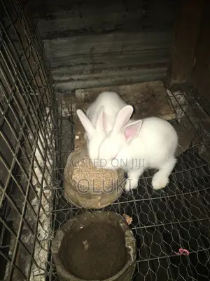 New Zealand Rabbit