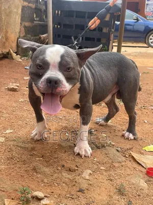 1+ year Male Purebred American Bully