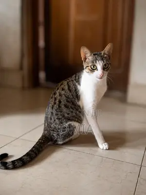 6-12 months Female Mixed Breed Tabby