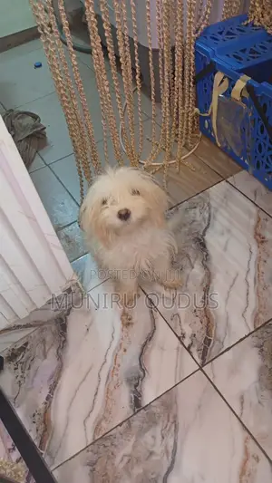 0-1 month Female Purebred Lhasa Apso