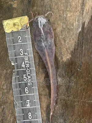 Catfish for Sale