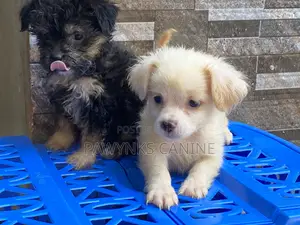 1-3 months Female Purebred Lhasa Apso